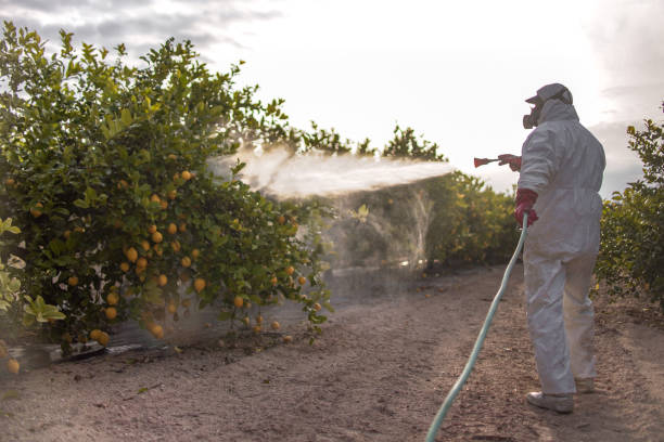 Wasp Removal Services in Tallulah, LA