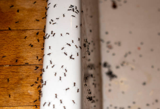Best Exterminator Services  in Talluh, LA