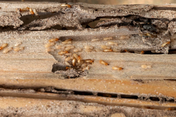 Best Pest Control Cost  in Talluh, LA