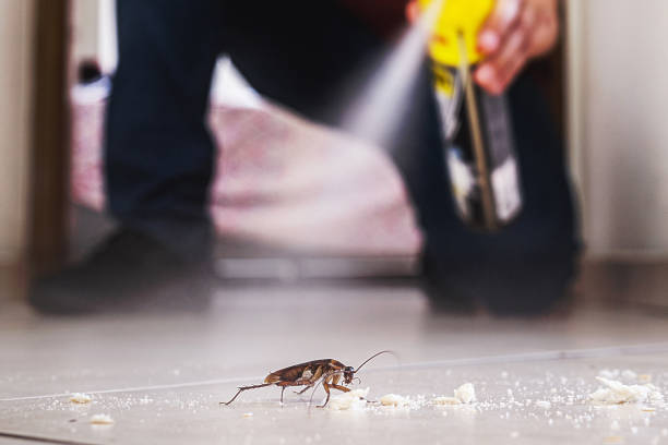 Best Spider Control Near Me  in Talluh, LA