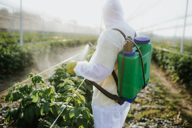 Best Pest Removal Services  in Talluh, LA